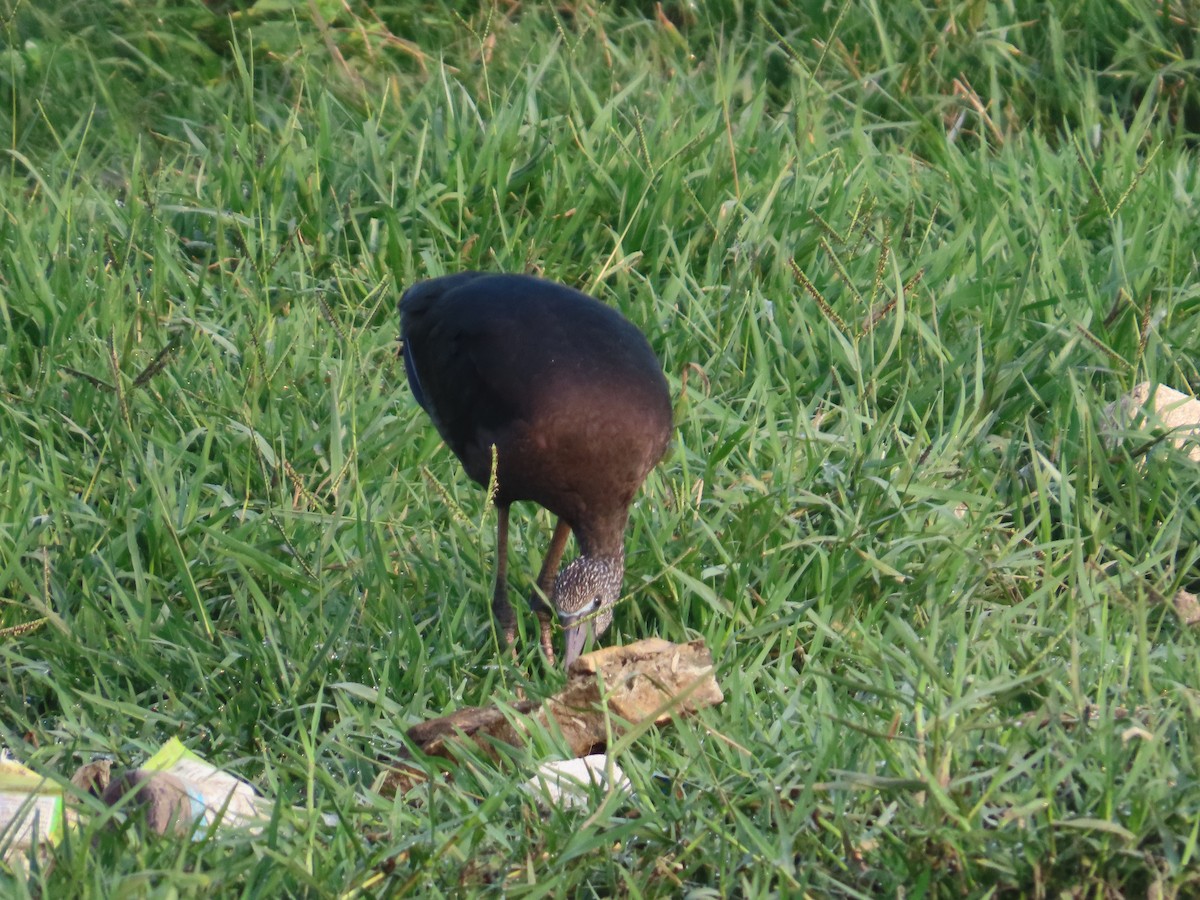 Glossy Ibis - ML643620179