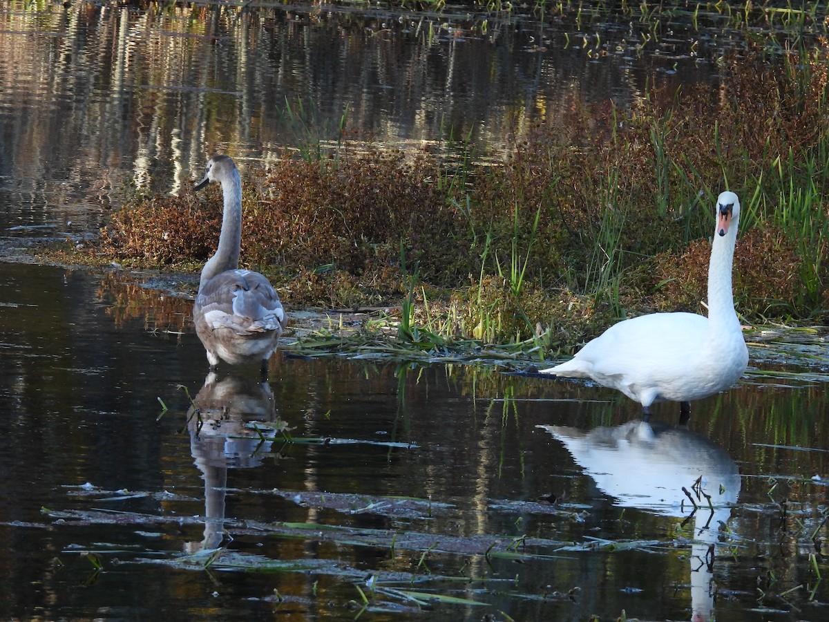 Mute Swan - ML643620180