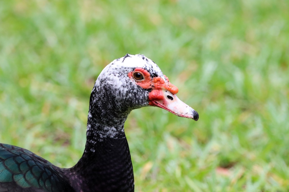 Muscovy Duck (Domestic type) - ML643620181