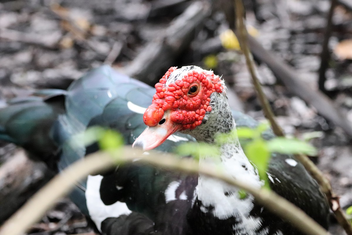 Muscovy Duck (Domestic type) - ML643620182