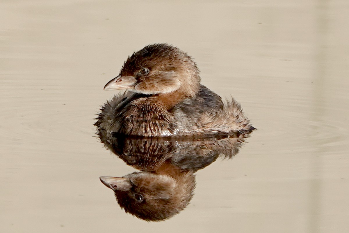 Pied-billed Grebe - ML643620183