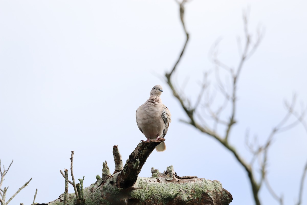 Mourning Dove - ML643620186
