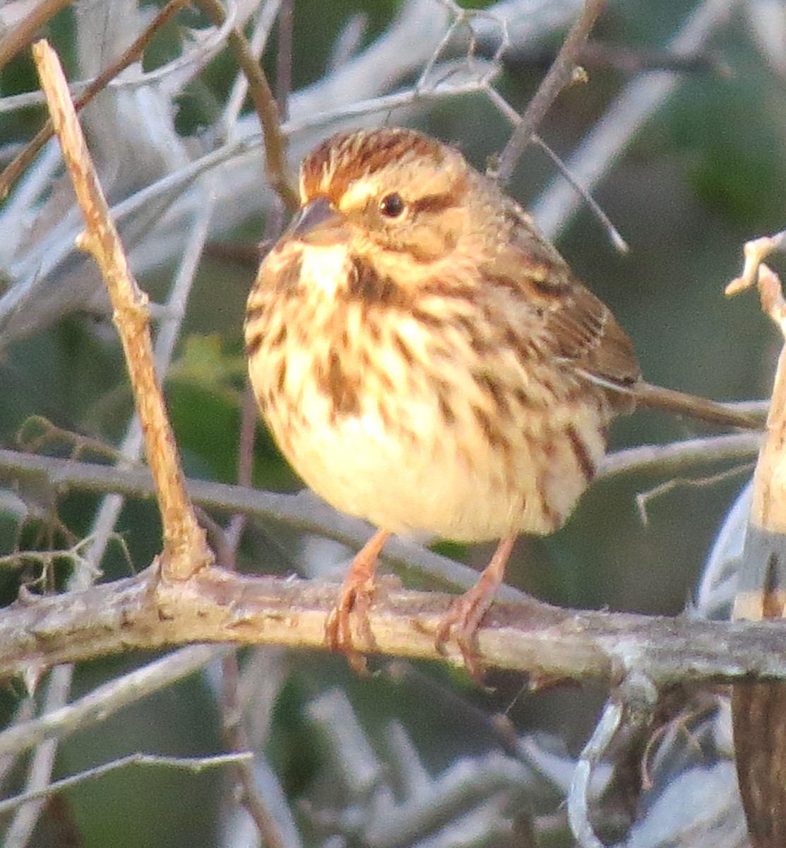Song Sparrow - ML643620187