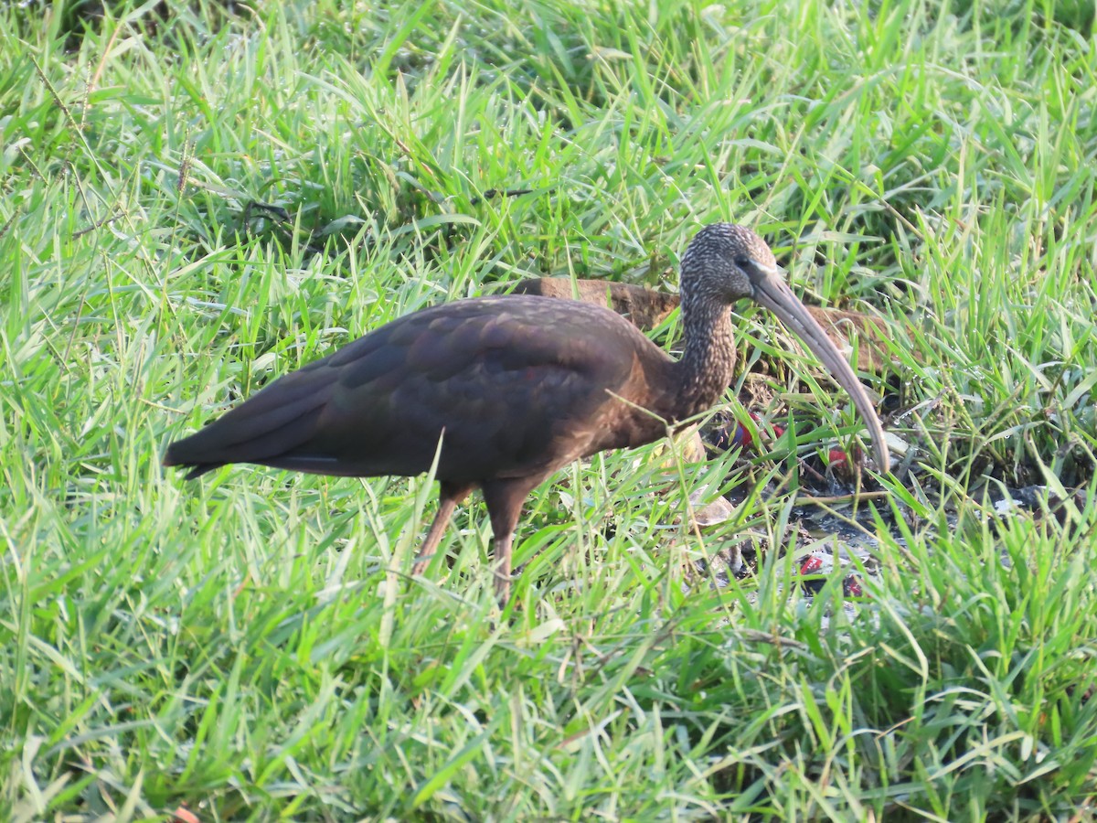 Glossy Ibis - ML643620188