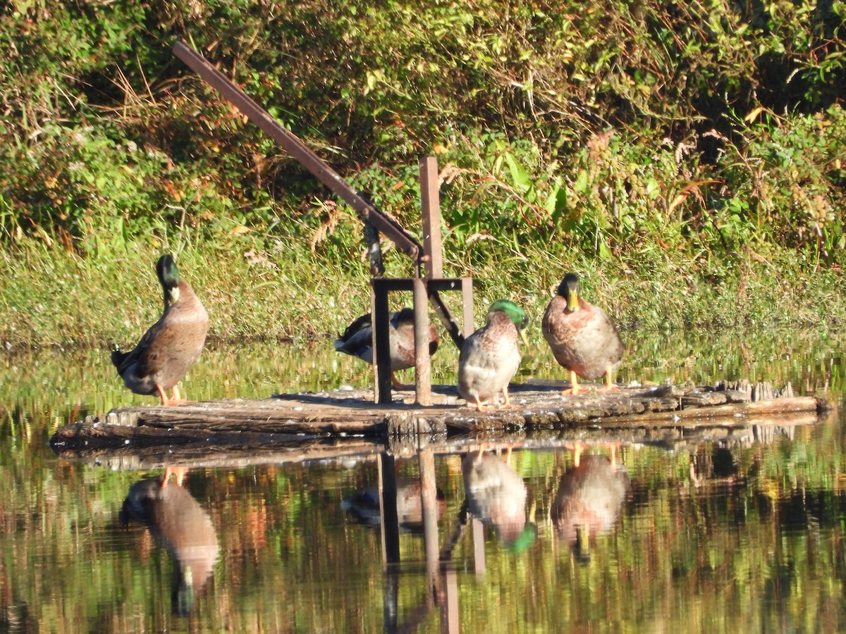 Mallard (Domestic type) - ML643620190