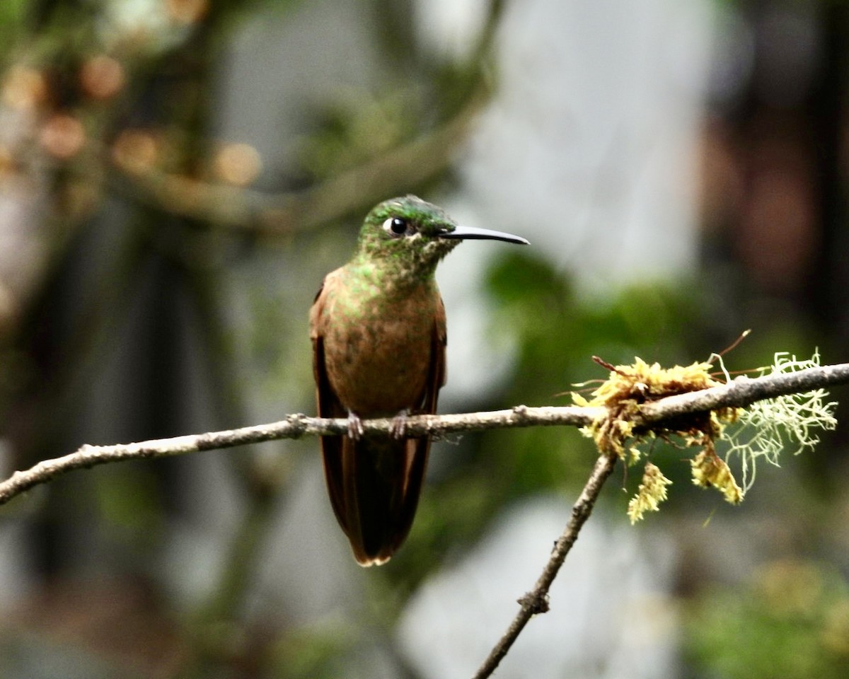 Buff-tailed Coronet - ML643620192