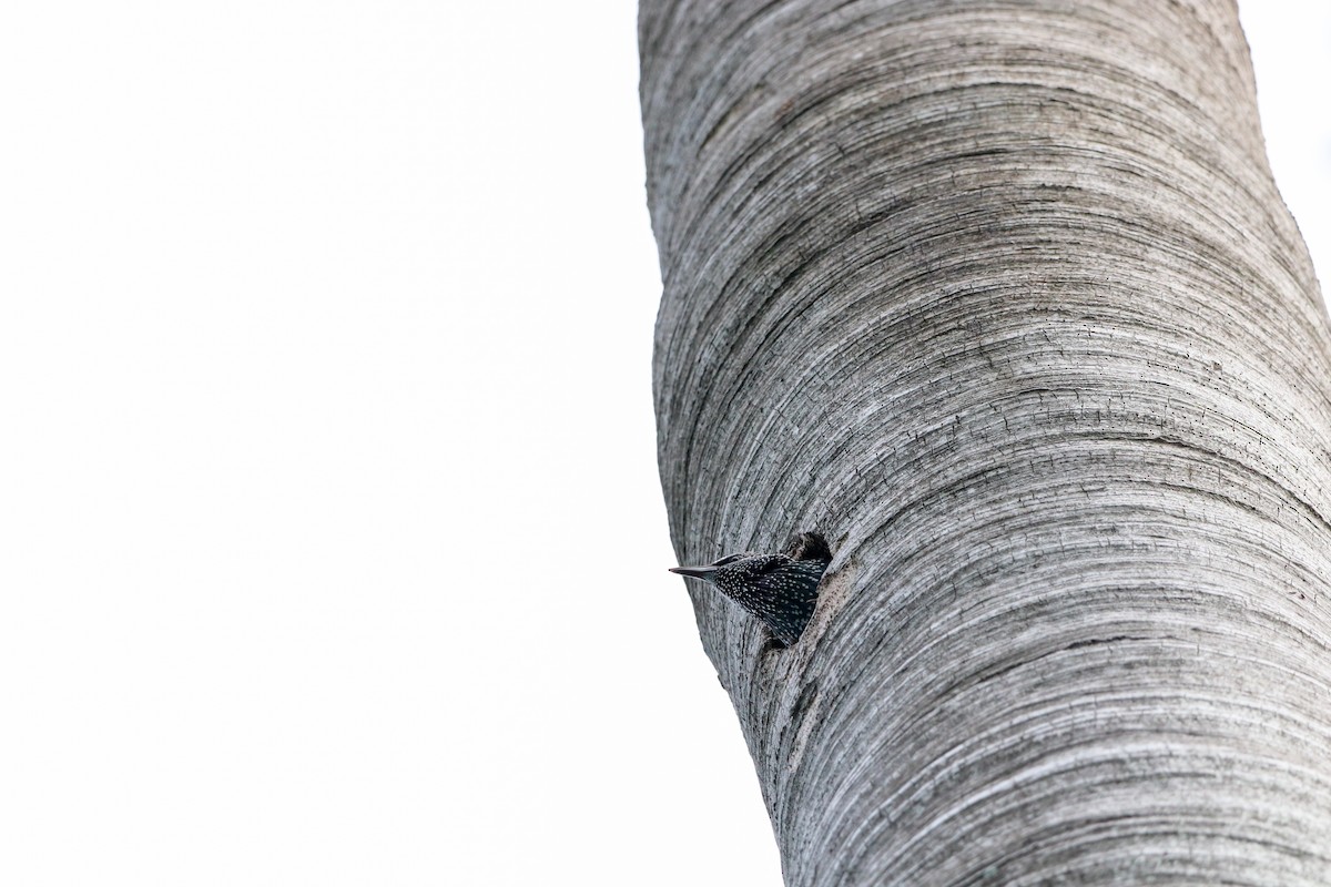 Red-bellied Woodpecker - ML643620193