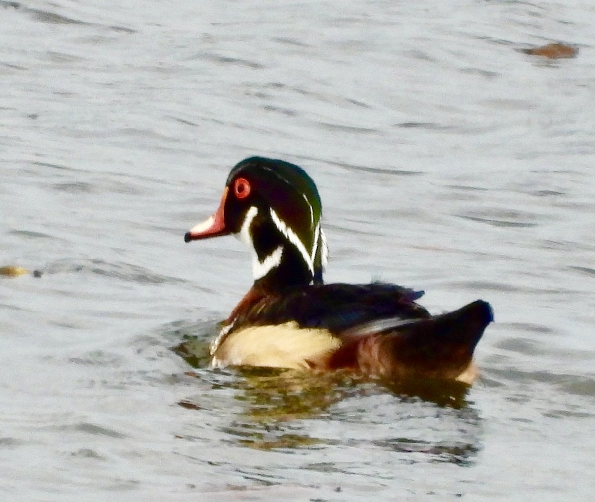 Wood Duck - ML643620194