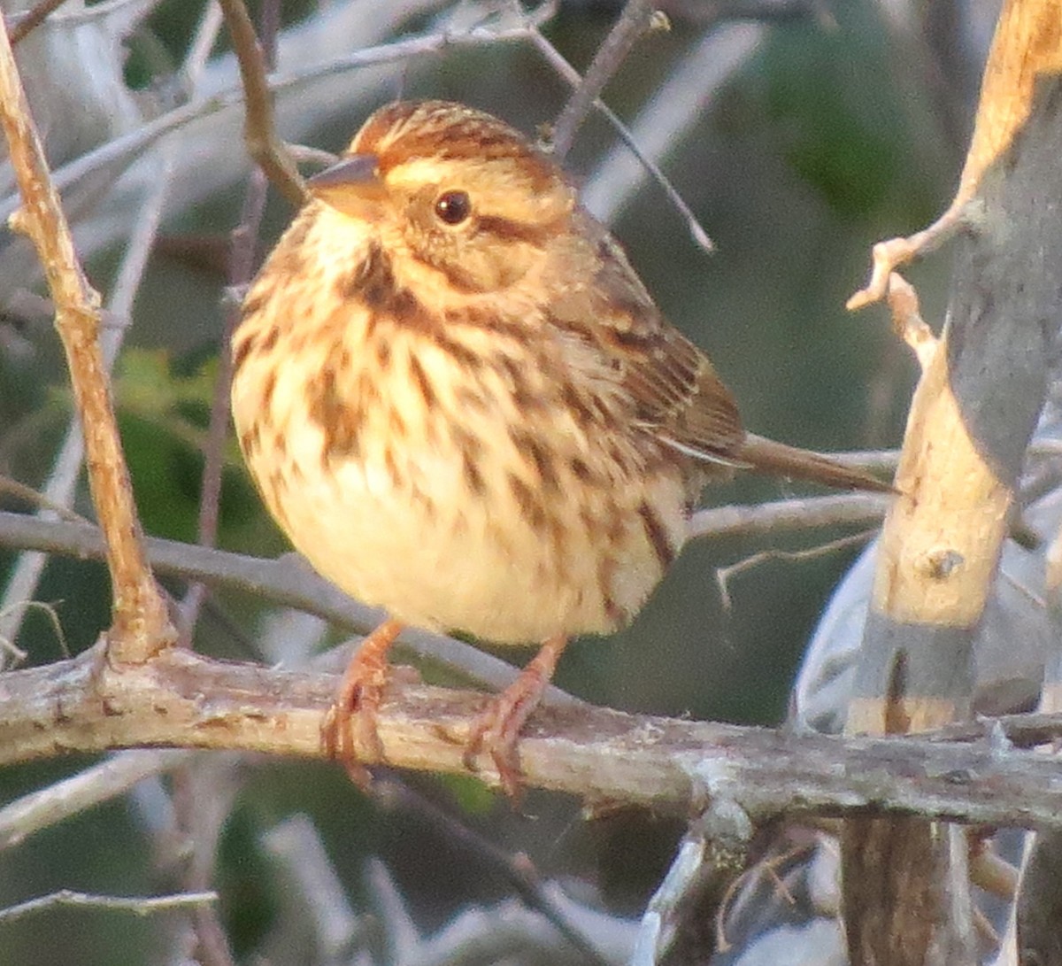 Song Sparrow - ML643620195