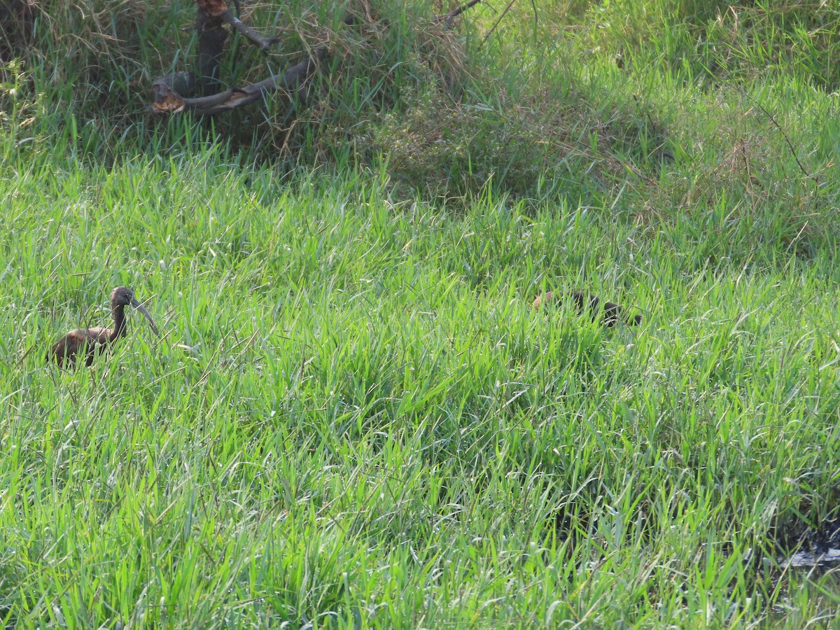 Glossy Ibis - ML643620196