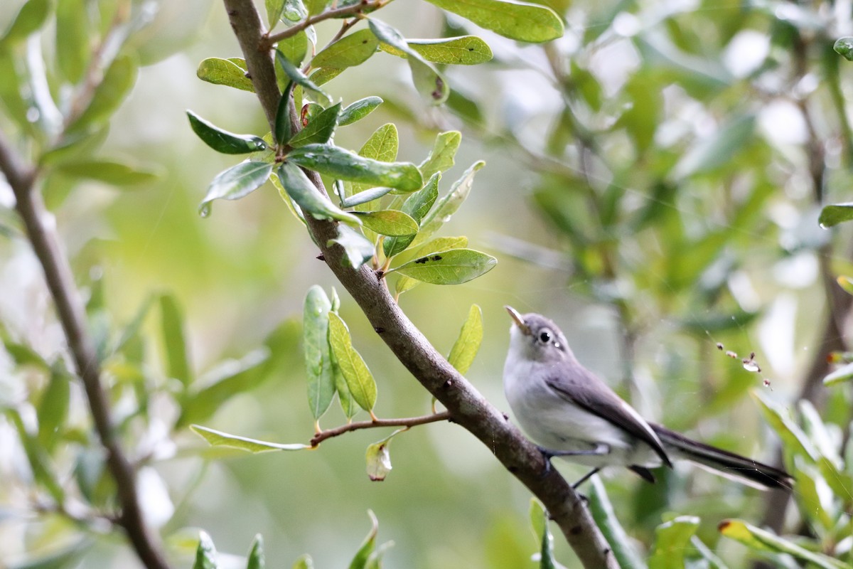 Blue-gray Gnatcatcher - ML643620198