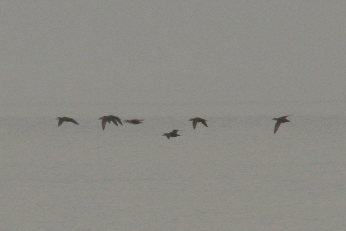 Surf Scoter - ML643620199