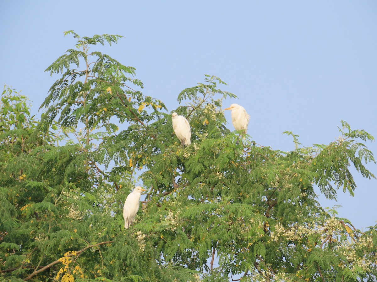 Eastern Cattle-Egret - ML643620202