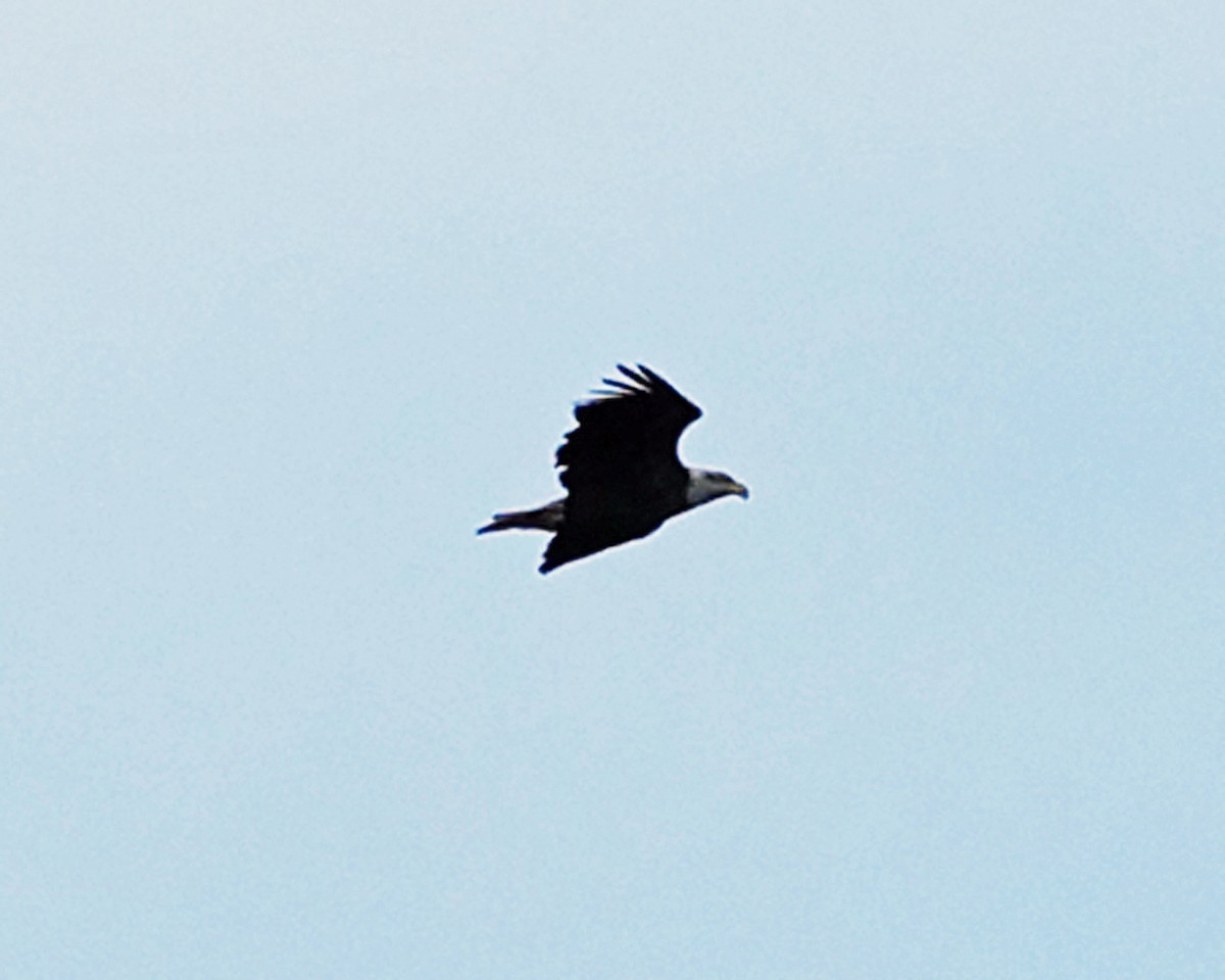 Bald Eagle - ML643620204