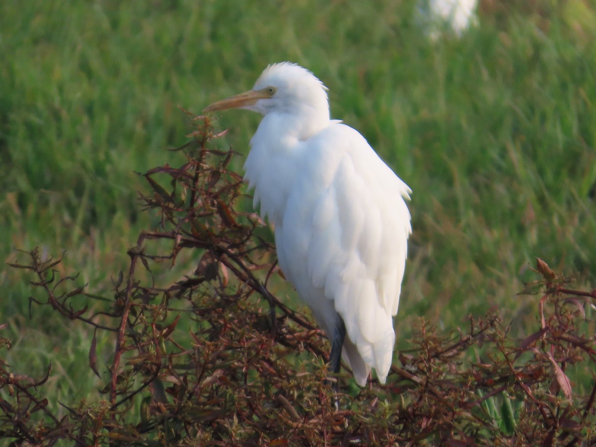 Eastern Cattle-Egret - ML643620206