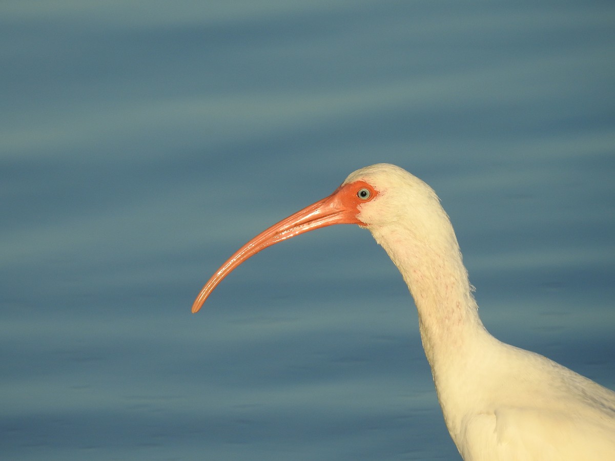 White Ibis - ML643620207