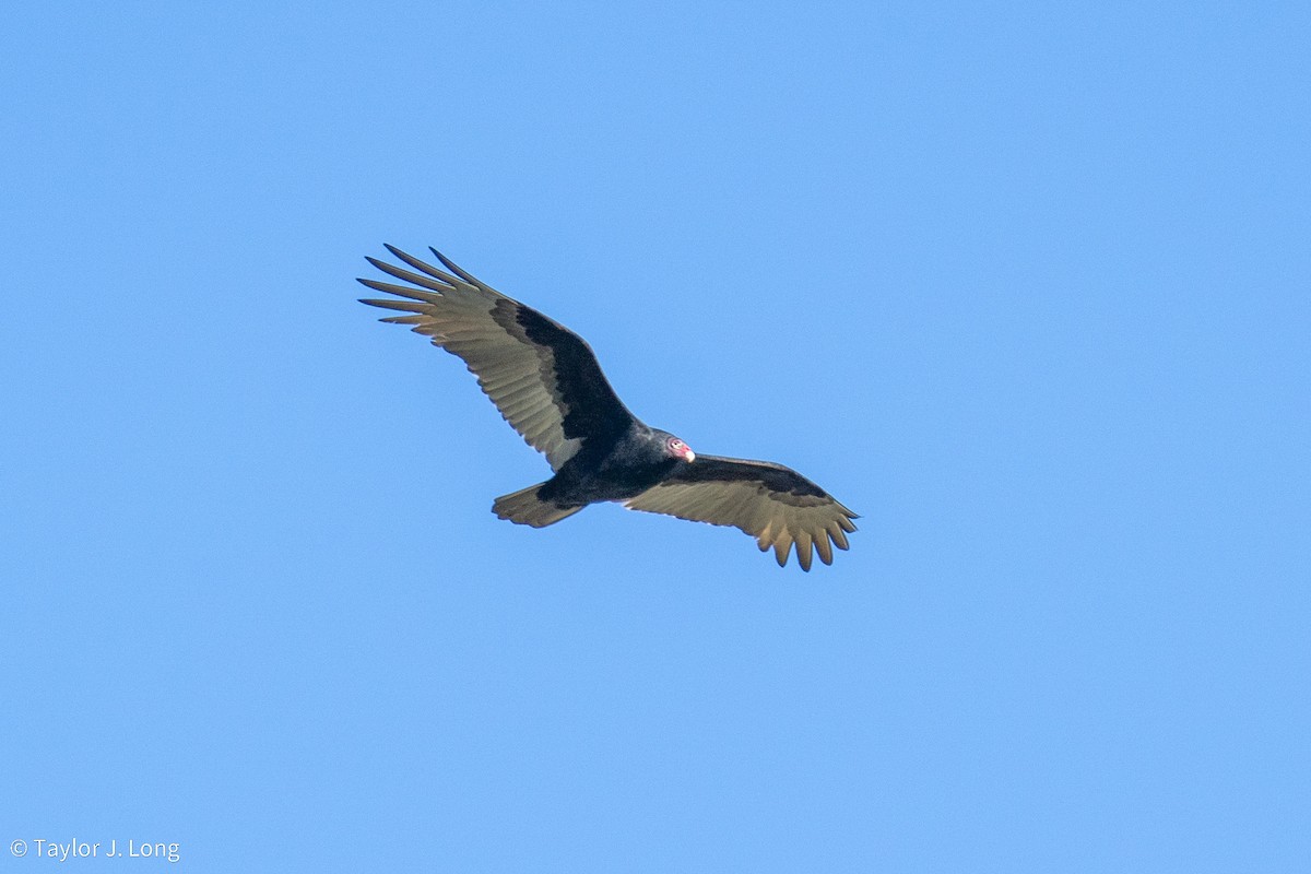 Turkey Vulture - ML643620212