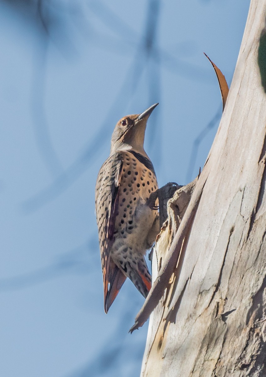 Northern Flicker - ML643620213