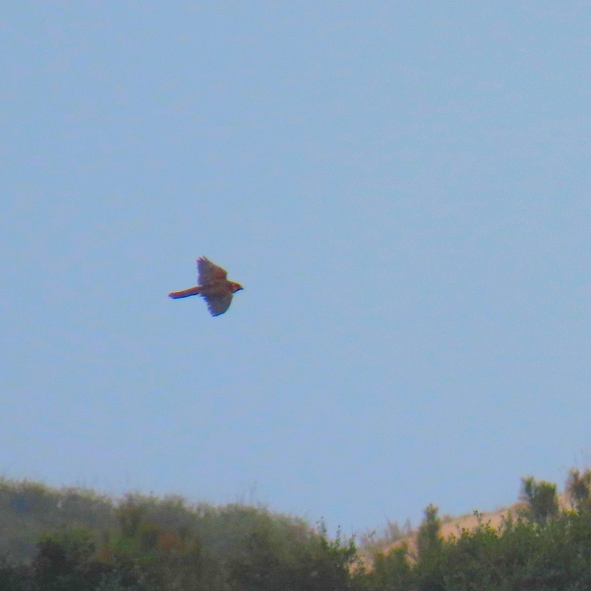 Peregrine Falcon - ML643620243