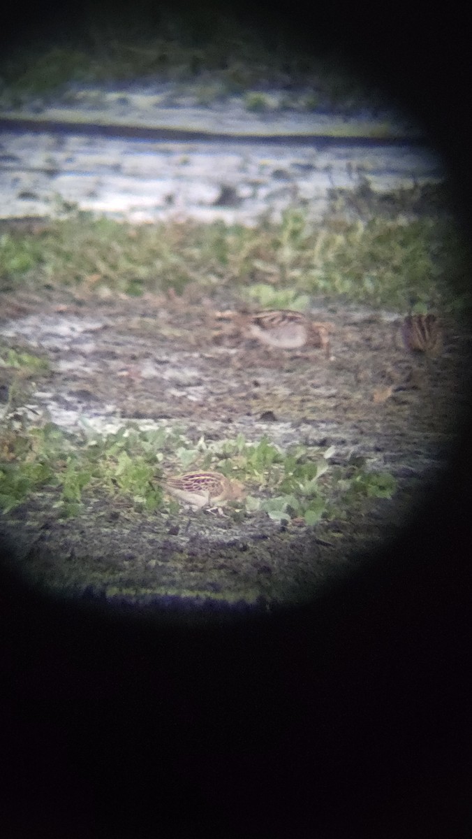 Pectoral Sandpiper - ML643620257