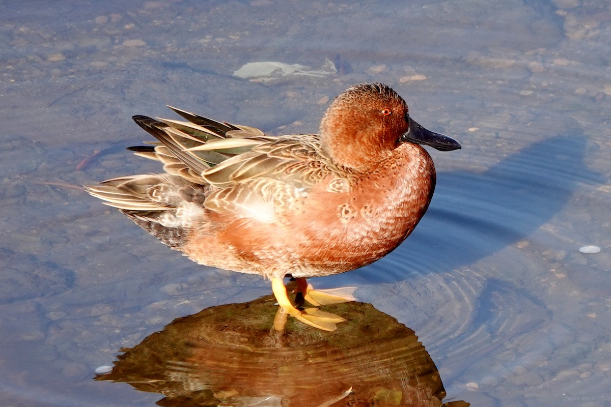 Cinnamon Teal - ML643620316