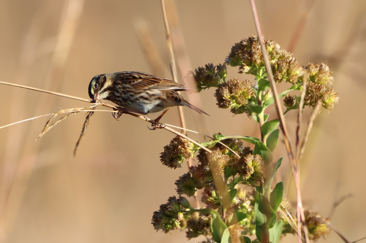 稀樹草鵐 - ML643620340