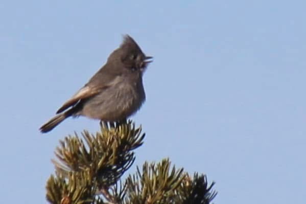 Juniper Titmouse - ML643620343