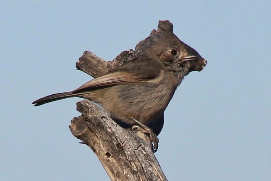 Juniper Titmouse - ML643620344