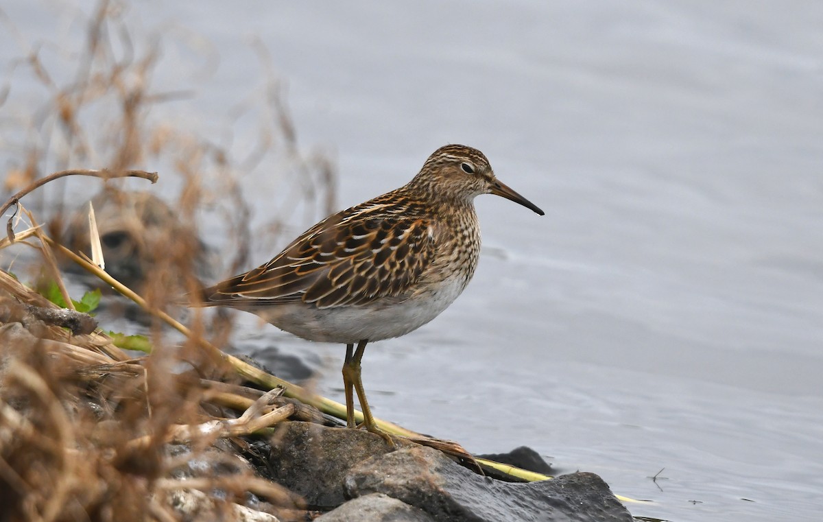 Pectoral Sandpiper - ML643620356