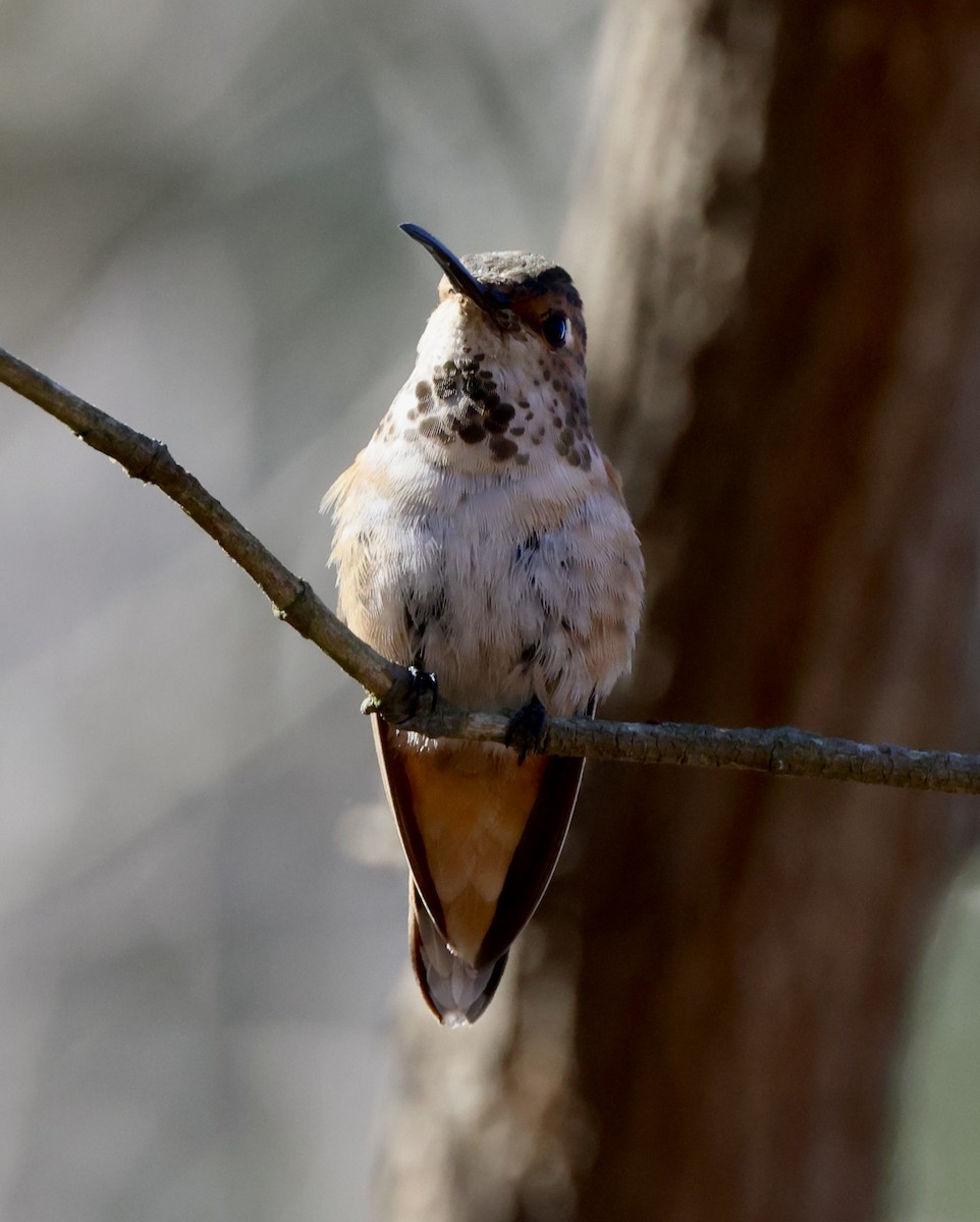 Allen's Hummingbird - ML643620363