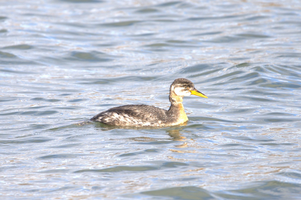 Red-necked Grebe - ML643620382