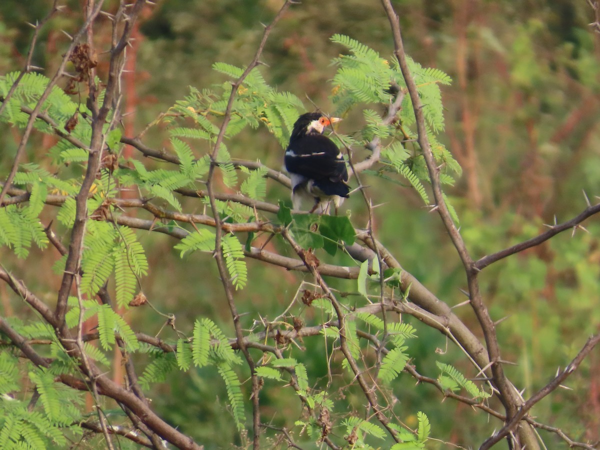 Indian Pied Starling - ML643620416