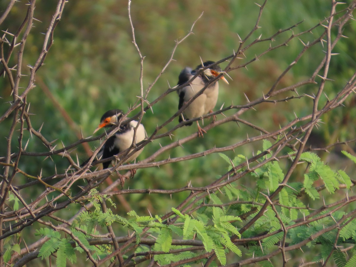 Indian Pied Starling - ML643620422