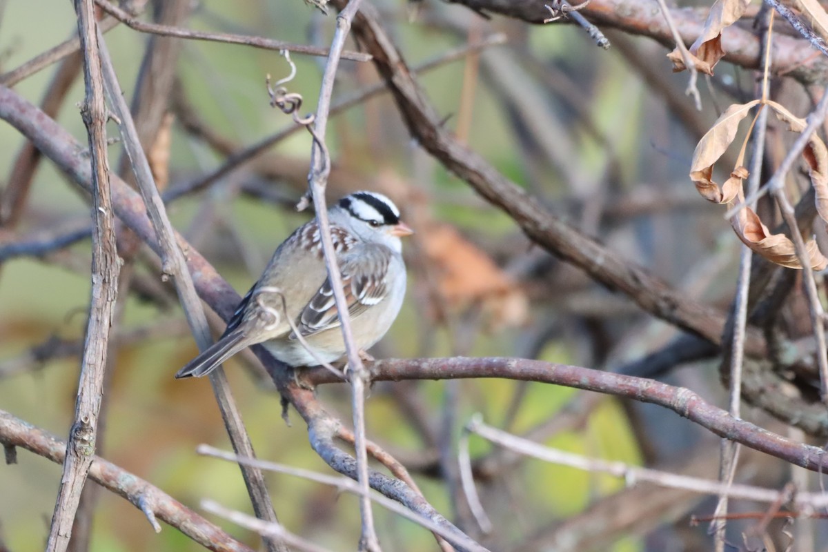 White-crowned Sparrow - ML643620424