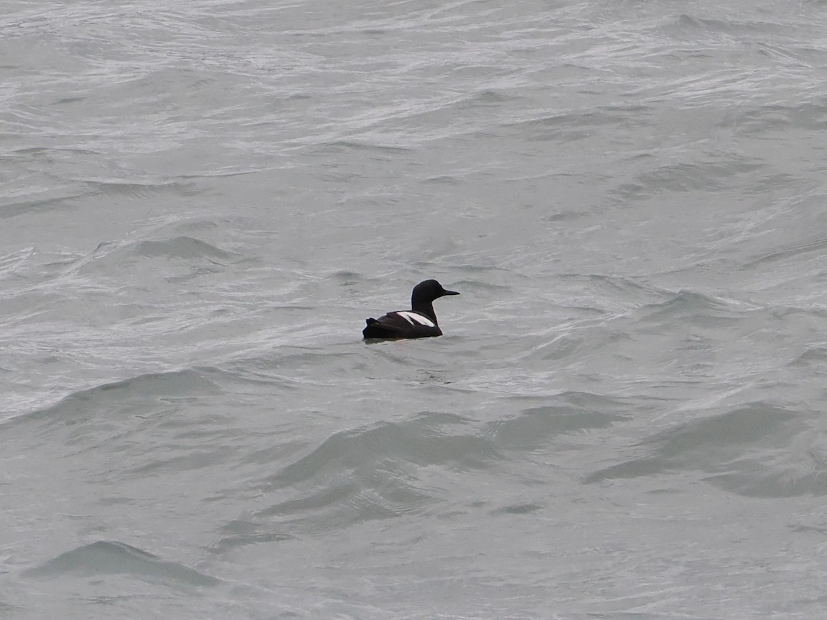 Pigeon Guillemot - ML643620429