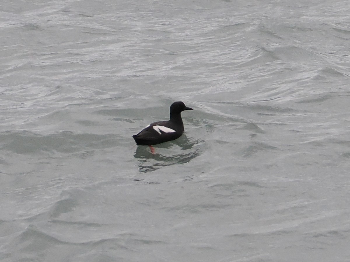Pigeon Guillemot - ML643620430