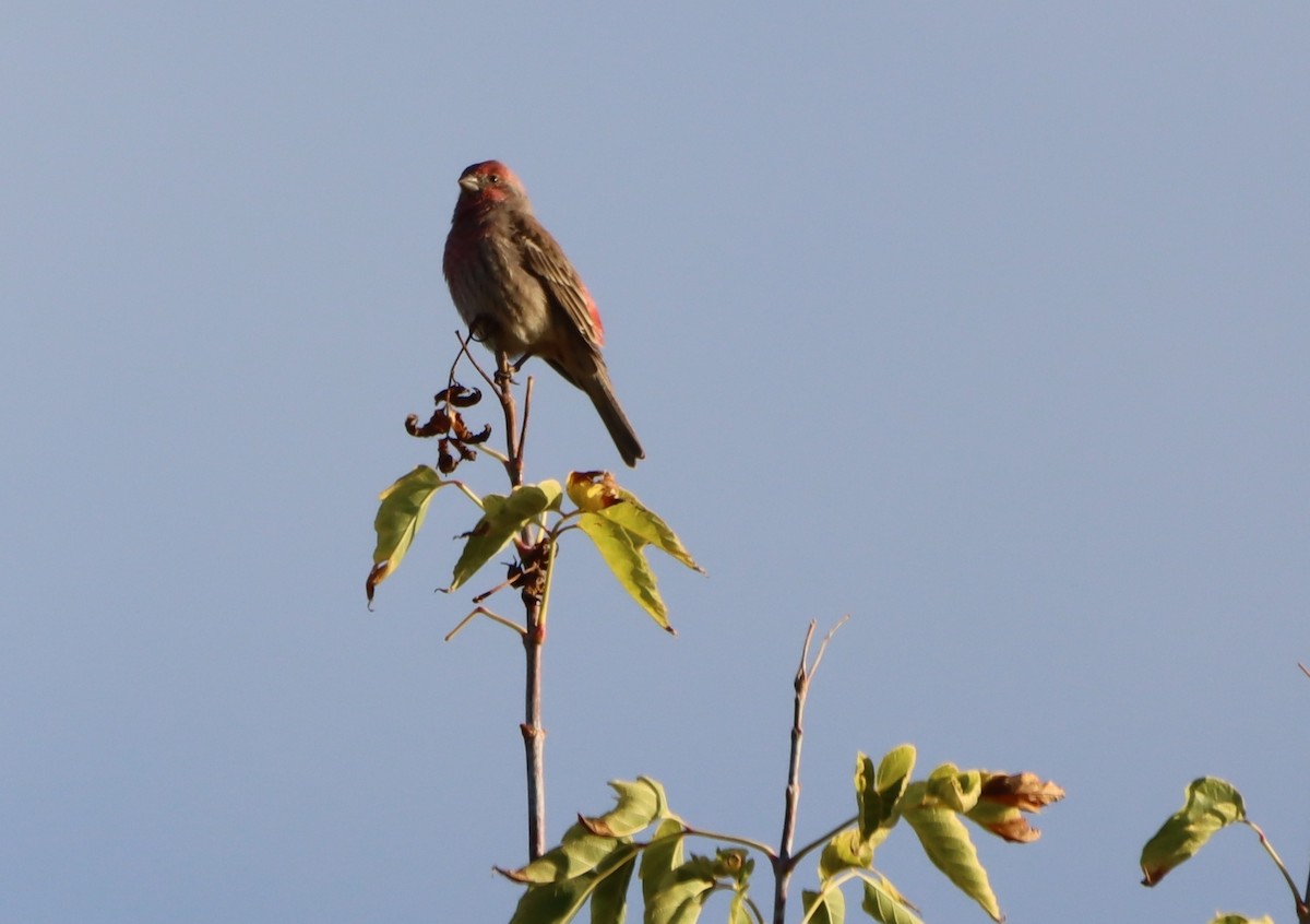 Purple Finch - ML643620529