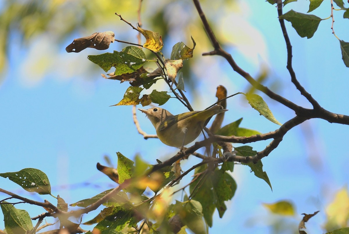 Nashville Warbler - ML643620532