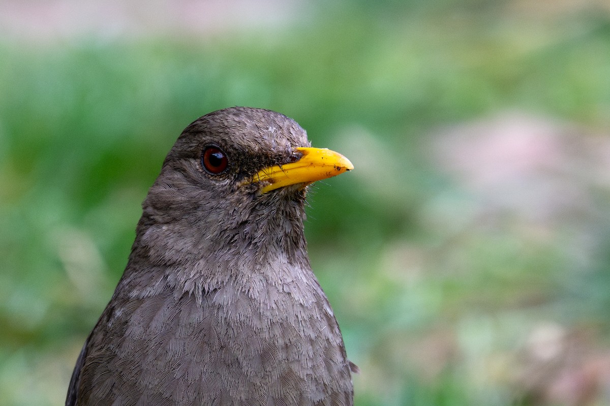Chiguanco Thrush - ML643620538