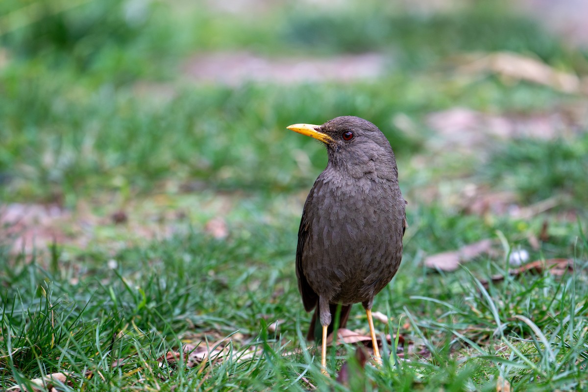 Chiguanco Thrush - ML643620539
