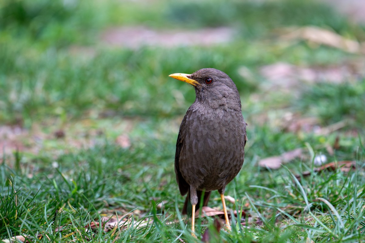 Chiguanco Thrush - ML643620540