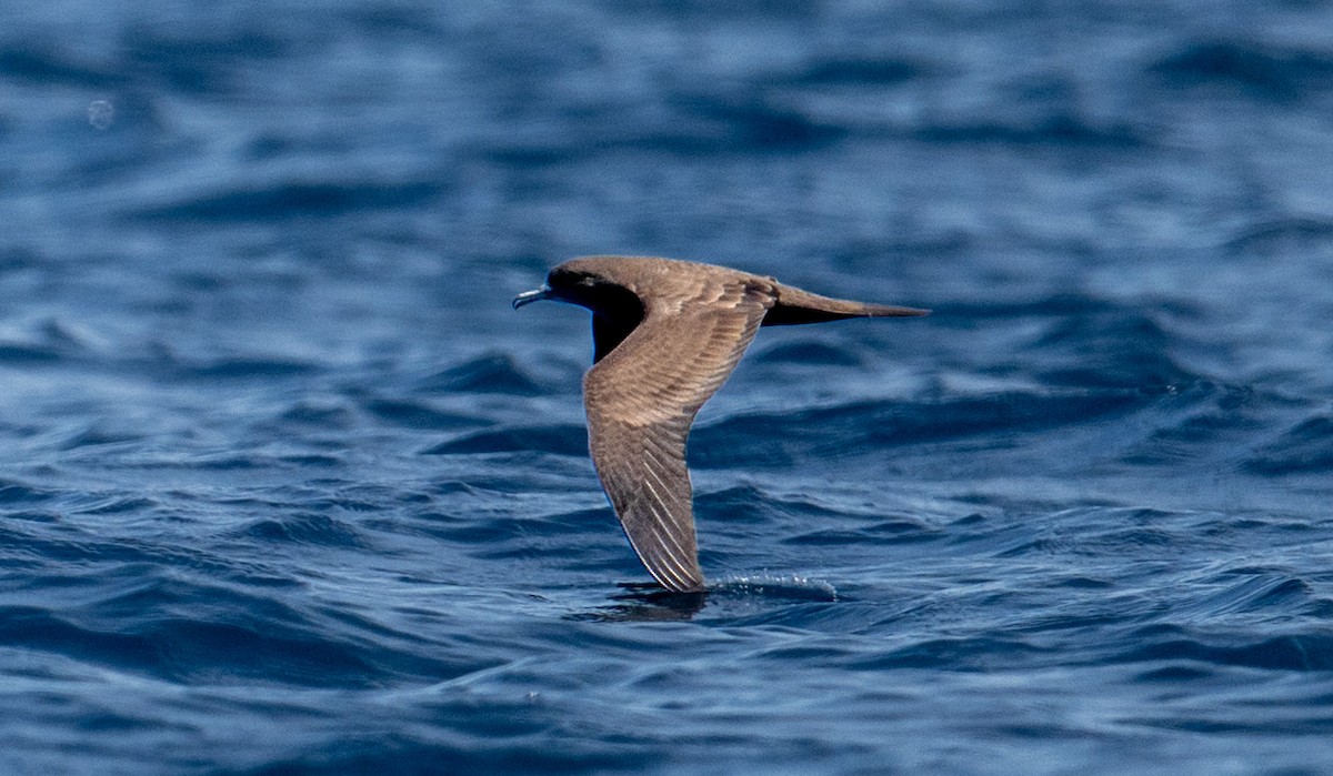 Wedge-tailed Shearwater - ML643620543