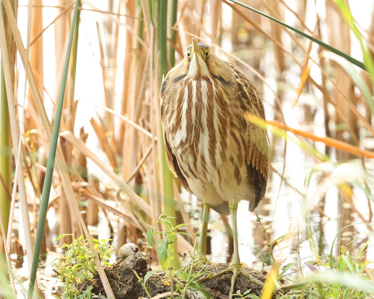 American Bittern - ML643620625
