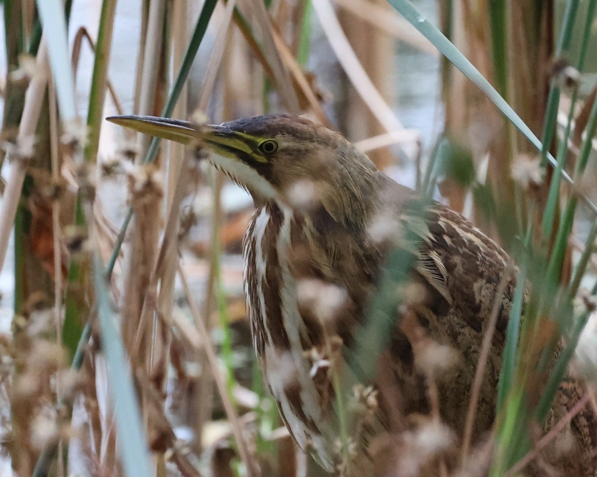 American Bittern - ML643620628