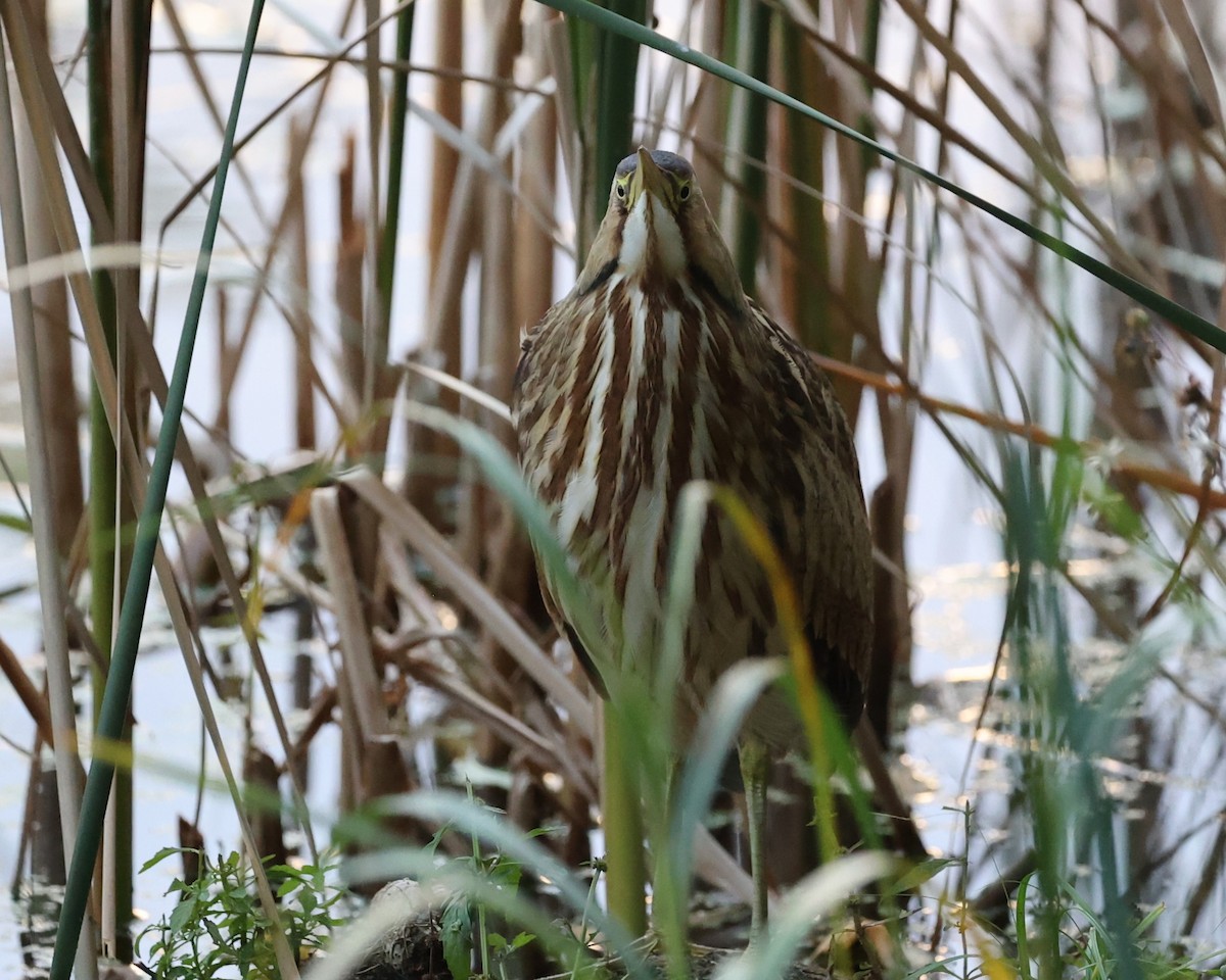 American Bittern - ML643620629