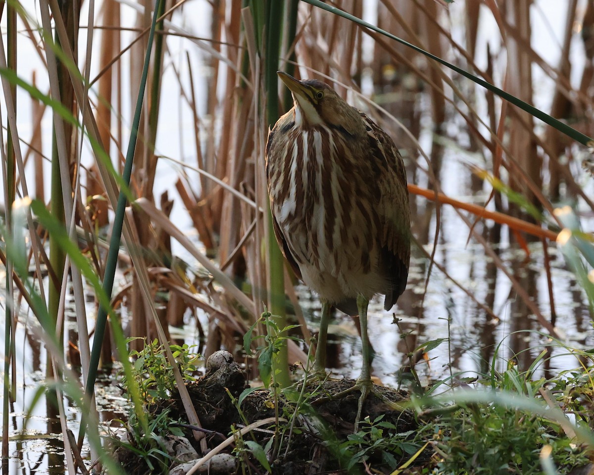 American Bittern - ML643620630