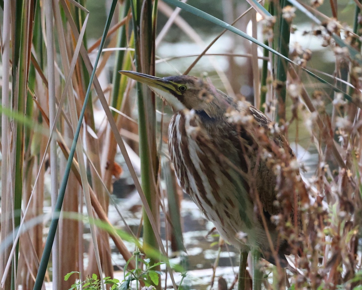 American Bittern - ML643620631