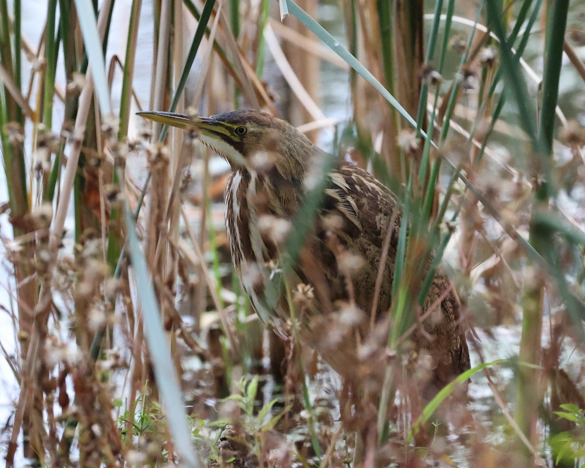 American Bittern - ML643620632