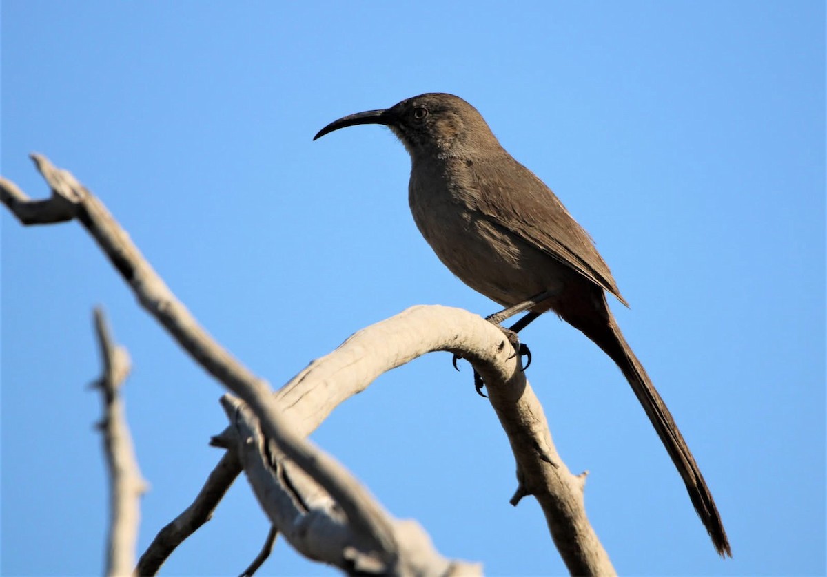 Crissal Thrasher - ML643620660