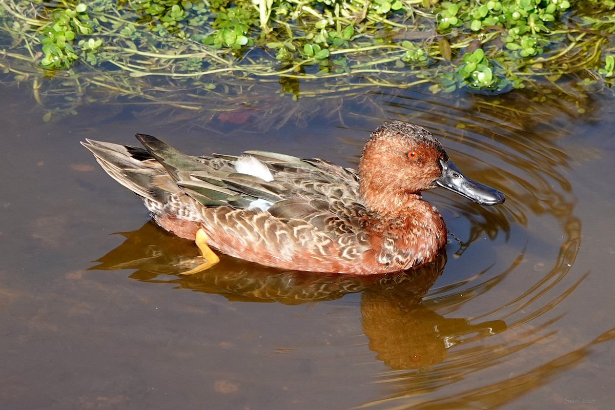 Cinnamon Teal - ML643620662